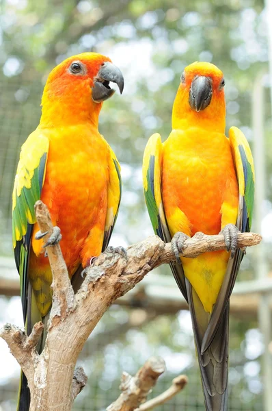 Couple of conure birds hanging on branch — Stock Photo, Image