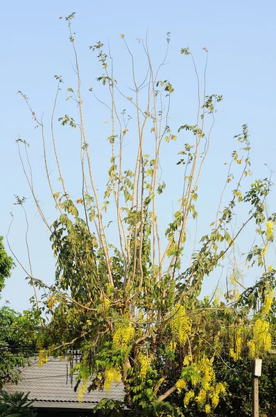 THAILAND national tree — Stock Photo, Image