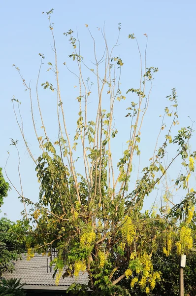 Thailändischer Nationalbaum — Stockfoto