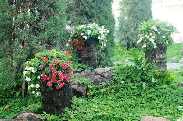 빨간 꽃 과흰 꽃들 — 스톡 사진