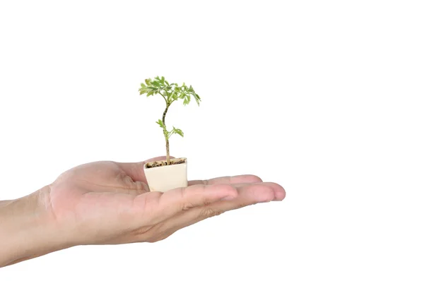 Kleine Plant Pot Met Boom Man Hand Veilige Aarde — Stockfoto