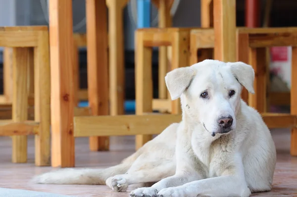 Abandoned homeless stray dog — Stock Photo, Image