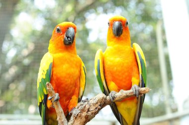 Bir çift kuş papağanı bokeh arka planlı kuru dalda asılı duruyor..