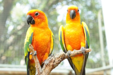 Bir çift kuş papağanı bokeh arka planlı kuru dalda asılı duruyor..