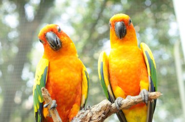 Bir çift kuş papağanı bokeh arka planlı kuru dalda asılı duruyor..