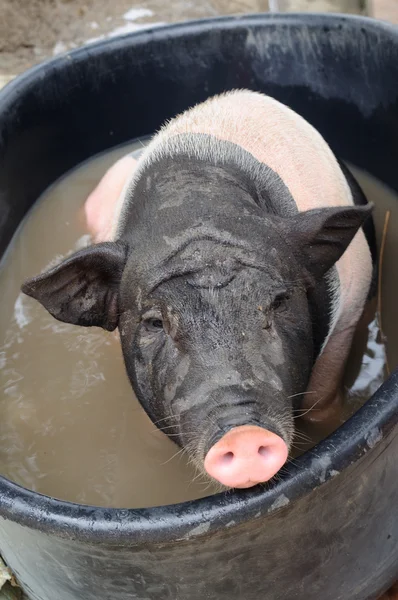 Small Micro Pig Bath Black Bathtubs — Stock Photo, Image