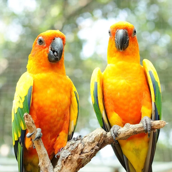Couple Conure Birds Parrot Hanging Dry Branch Bokeh Background — Stock Photo, Image