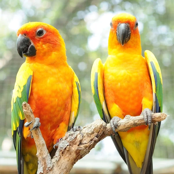 Paar Conure Vögel Papagei Hängt Auf Trockenem Zweig Mit Bokeh — Stockfoto