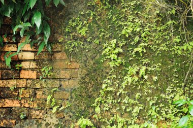Kırmızı blok duvarına otlar ve bitkiler