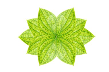 Pothos veya şeytan sarmaşık yaprağı beyaz arka planda izole