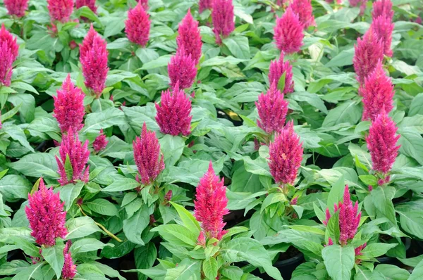 Grupo Astilbe Flor Púrpura Jardín — Foto de Stock