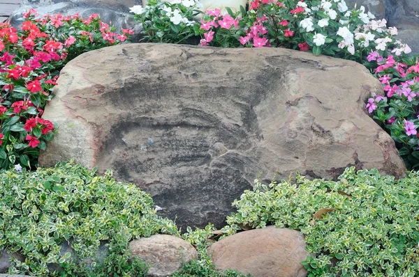 Garden Big Rock Plant Flowers — Stock Photo, Image