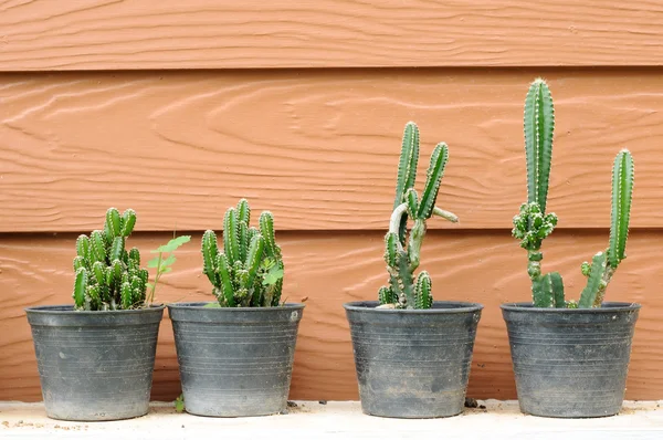 Black Potted Cactus Wooden House Wall — Stock Photo, Image