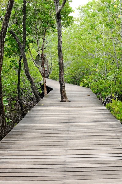 Sentiero Naturalistico Delle Mangrovie Nella Provincia Chantaburi Thailandia — Foto Stock