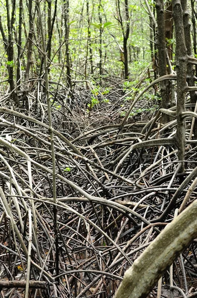 Mangrovenwald Mit Wurzeln Verhindert Bodenerosion — Stockfoto