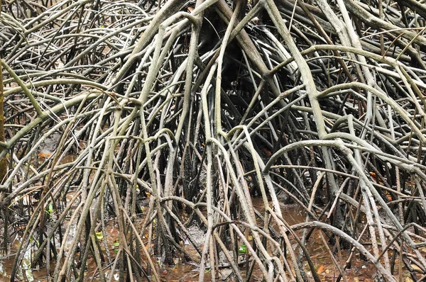 Mangrovebos Met Wortels Voorkomt Bodemerosie — Stockfoto