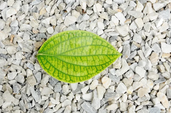 Pothos Hoja Hiedra Del Diablo Sobre Roca Pequeña Solera Blanca — Foto de Stock