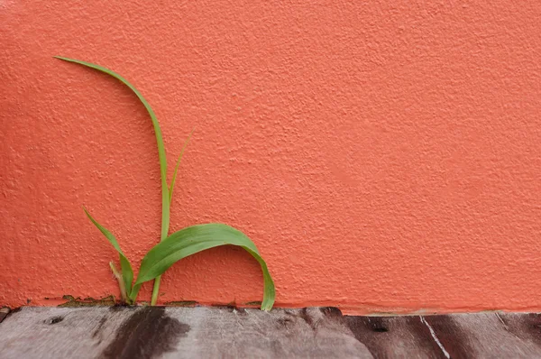 Erva Verde Cresce Madeira Prancha Parede Laranja — Fotografia de Stock