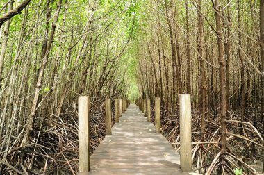Tayland, Chantaburi 'deki Mangrove doğa yolu.