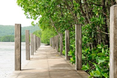 Tayland, Chantaburi 'deki Mangrove doğa yolu.