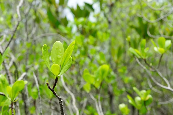 Sentier Naturel Mangrove Dans Province Chantaburi Thaïlande — Photo