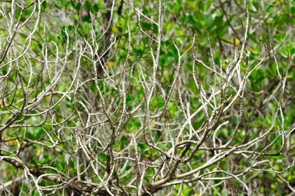 Mangrove Nature Trail Chantaburi Province Thailand — Stock Photo, Image