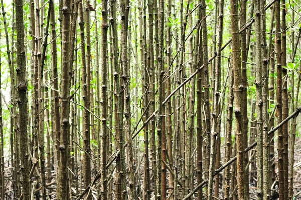 Sentiero Naturalistico Delle Mangrovie Nella Provincia Chantaburi Thailandia — Foto Stock