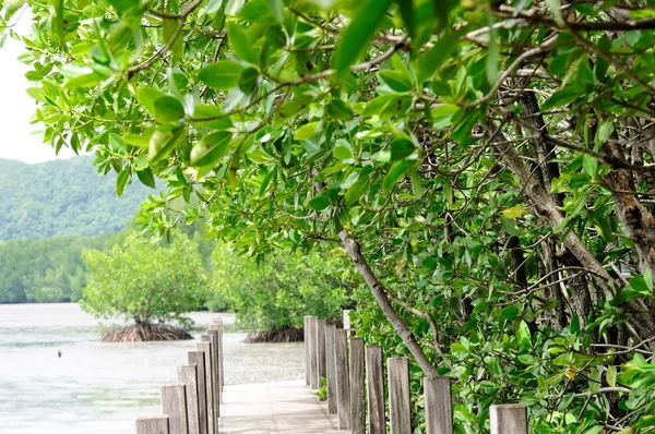 Mangroven Lehrpfad Der Provinz Chantaburi Thailand — Stockfoto