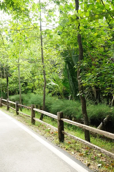 Loopbrug Houten Hek Mangrove Natuurpad — Stockfoto