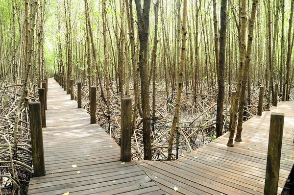 Naučná Stezka Mangrove Provincii Chantaburi Thajsko — Stock fotografie