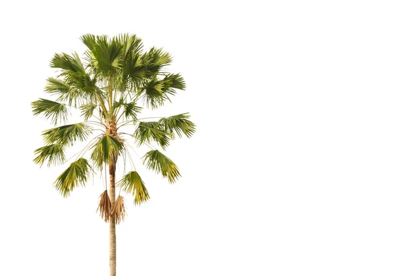 Single Palm Tree White Background — Stock Photo, Image