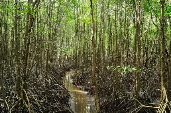 Tayland Chantaburi Deki Mangrove Doğa Yolu — Stok fotoğraf