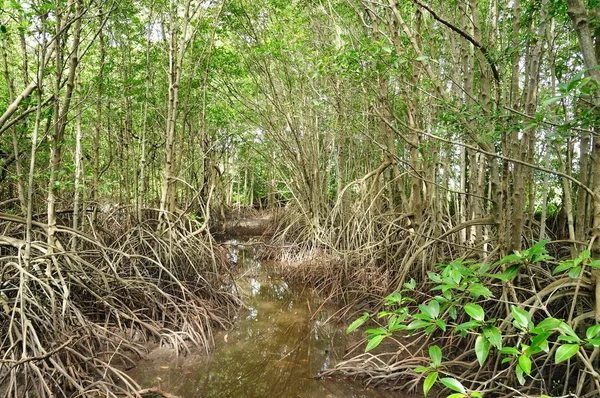 Naučná Stezka Mangrove Provincii Chantaburi Thajsko — Stock fotografie