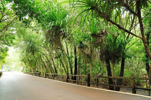 Jalan Setapak Dan Pagar Kayu Jejak Alam Mangrove — Stok Foto