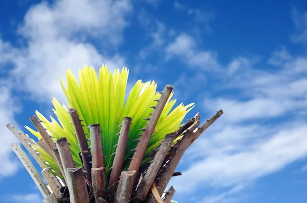 Palmeira Pequena Com Céu Azul — Fotografia de Stock