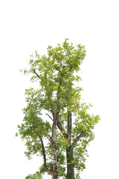 Одно Дерево Белом Фоне — стоковое фото