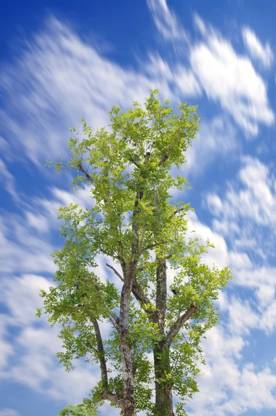 Enda Träd Med Blå Himmel Och Rörelse Moln — Stockfoto