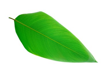 Yaprak yeşil hat, arka plan ve doku kadar yakın