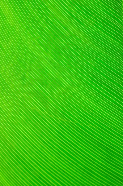 Fechar Linha Folha Verde Fundo Textura — Fotografia de Stock