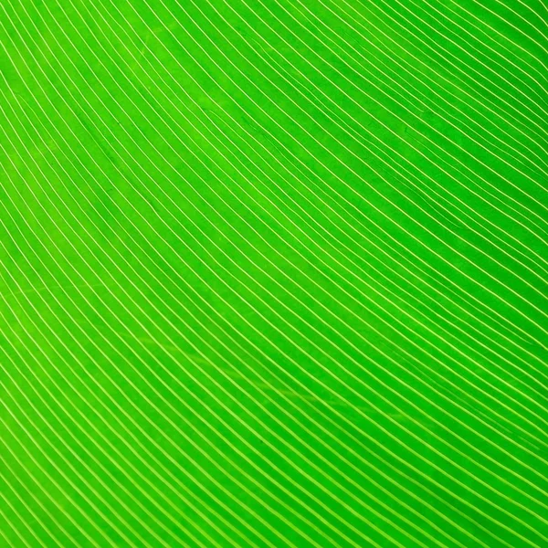 Close Green Leaf Line Background Texture — Stock Photo, Image