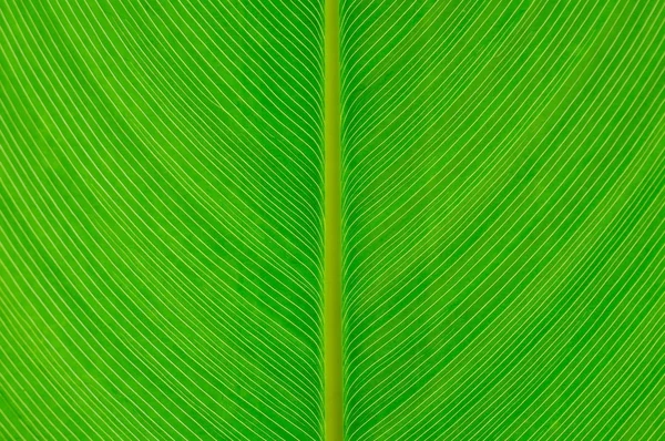 Close Green Leaf Line Background Texture — Stock Photo, Image