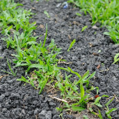 topraklarında çimen