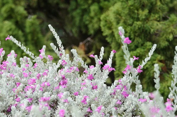 Vackra blommor — Stockfoto