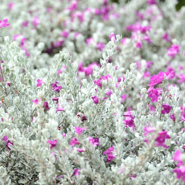 Fondo de flores . — Foto de Stock