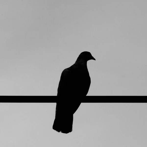Silhouette bird — Stock Photo, Image
