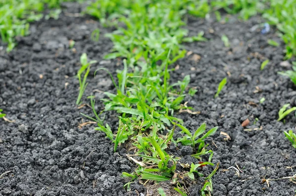 Gras op bodem — Stockfoto