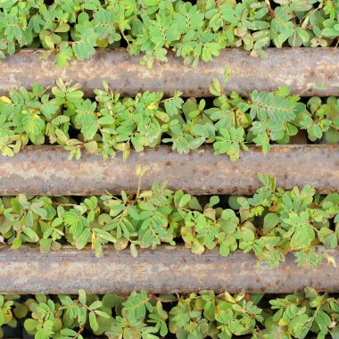 yabani otlar ve bar çelik paslanma