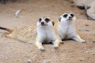 fundalıklardır veya surikaty
