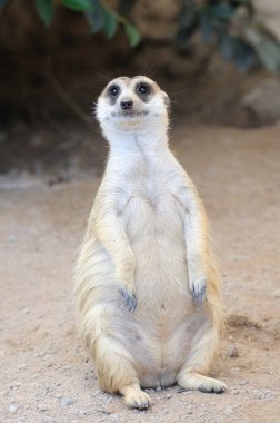 meerkat veya suricate