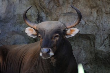 güzel korna ile portre siyah inek